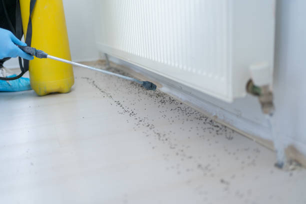 Professional Pest Control in Wind Gap, PA